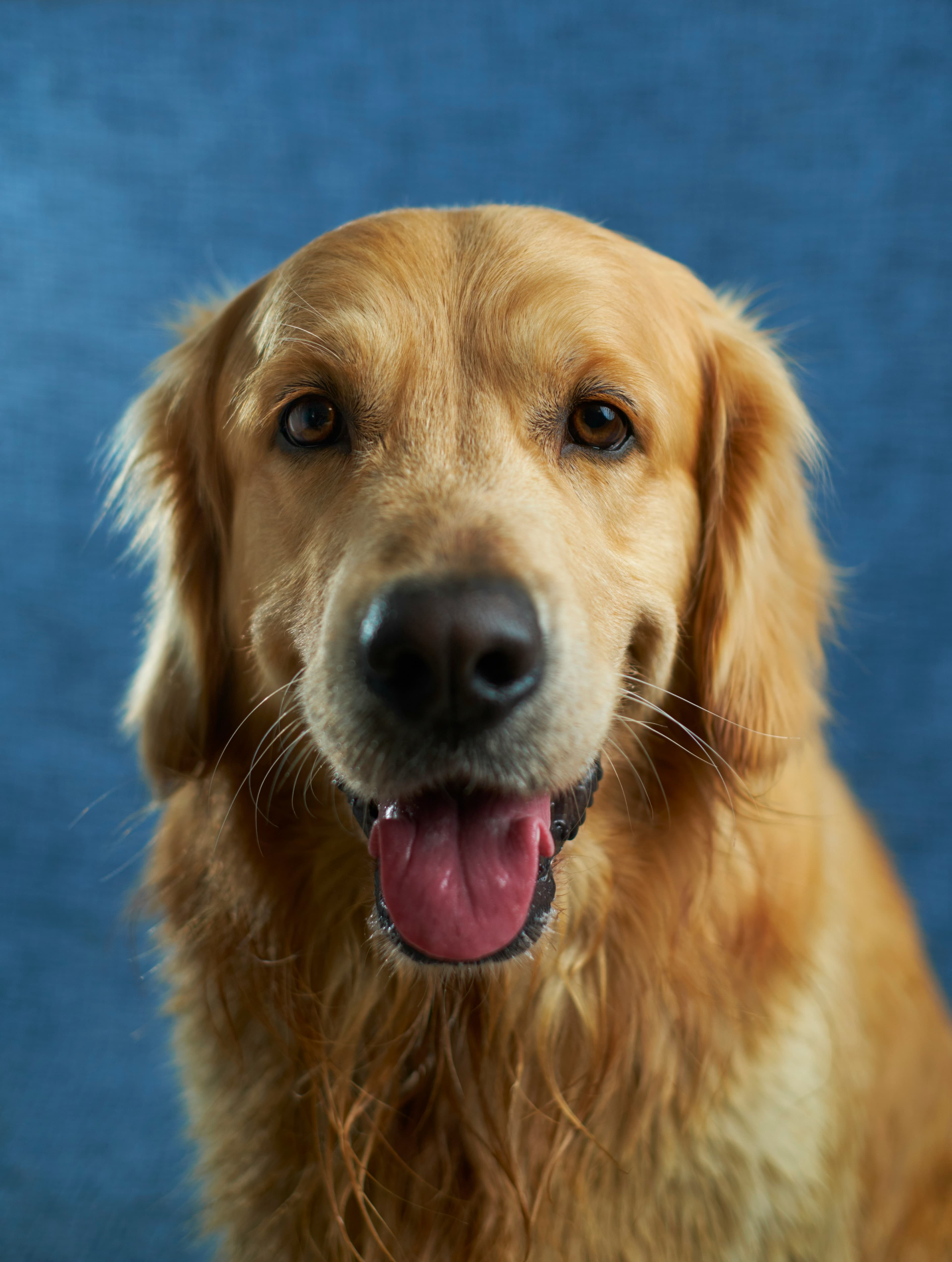 Original Golden Retriever Tattoo